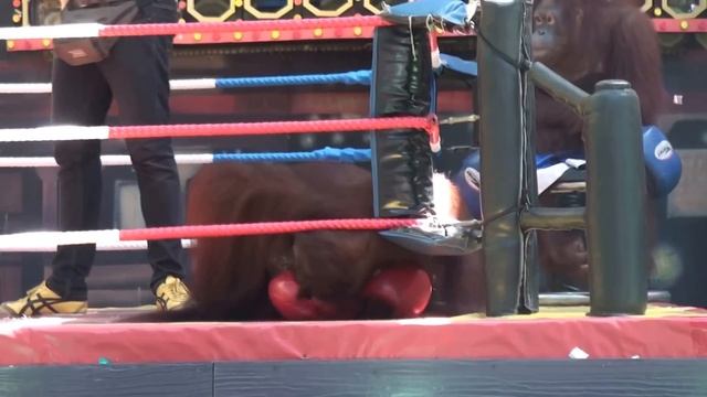 Шоу орангутанов, часть 2. Orangutan show 2. "Safari World", Бангкок Таиланд смотреть онлайн