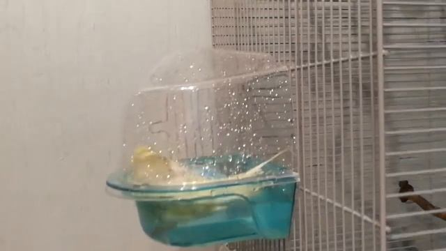 КУПАНИЕ ВОЛНИСТЫХ ПОПУГАЕВ/КАК КУПАЮТСЯ ПОПУГАЙЧИКИ! смотреть онлайн