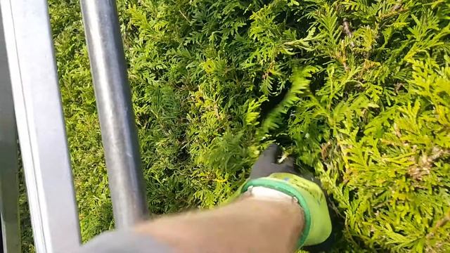 Обрезка живой изгороди ☎ +7(999)820-80-80 Москва обрезка туй смотреть онлайн