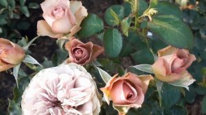 Монмартр (Montmartre)