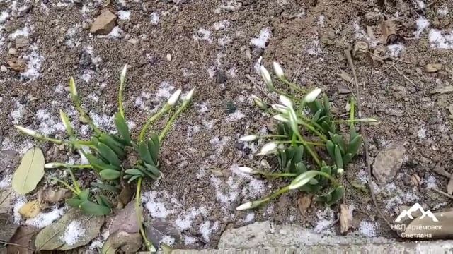 Подснежники ! Первоцветы Галантус уже распускаются ! Подснежники - snowdrop ! Galanthus !
