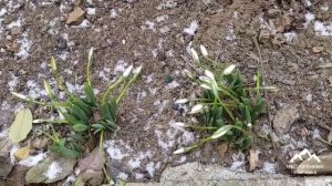 Подснежники ! Первоцветы Галантус уже распускаются ! Подснежники - snowdrop ! Galanthus !