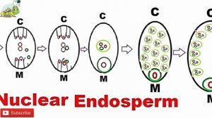 Endosperm | Post Fertilization Events in Plants | Types of Endosperm | Helobial  Endosperm |