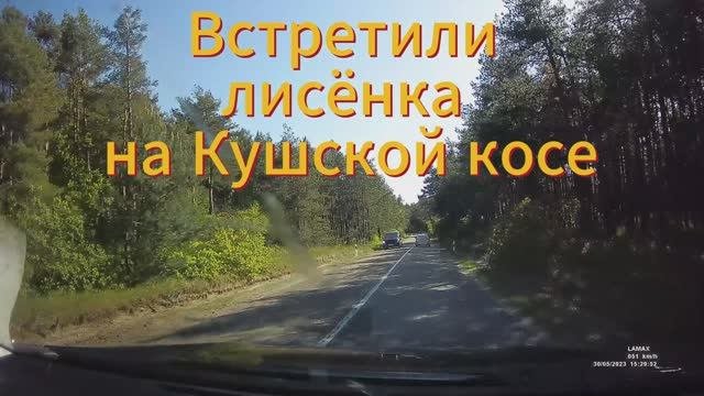 Встретили лисёнка на Кушской косе