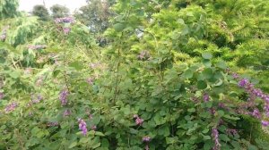 Леспедеца Тунберга (дат. Kløverbusk / Thunbergkløverbusk, лат. Lespedeza thunbergii)