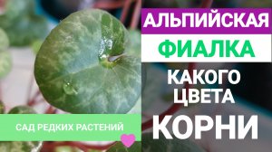 Здоровые корни альпийской фиалки. Белые или коричневые?