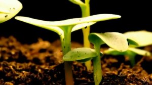 #309."Рождение".Ауника.