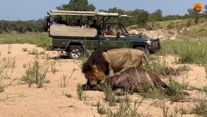 Male Lion Catches and Drags Entire Buffalo