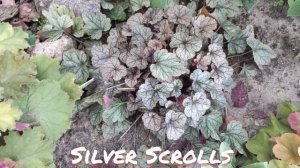 Окрас листьев осенью гейхера сорт Silver Scrolls