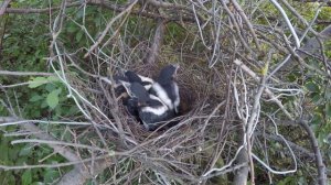 Сорока гнездо 170629 8 Грачевка взр птенцы Испражняется за край гнезда