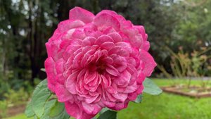 Rose - Queen of Elegance