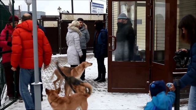Приют "Зоозащита НН" в Нижнем Новгороде