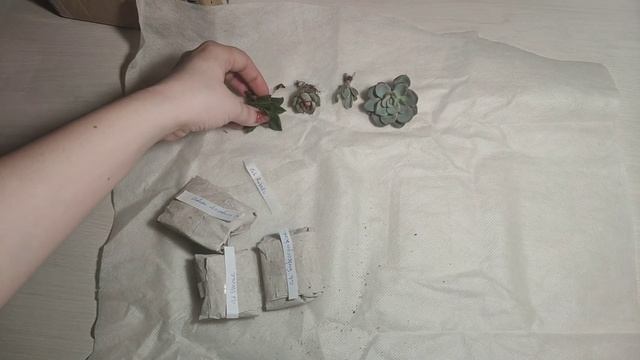 Обзор посылки №10 с суккулентами. смотреть онлайн