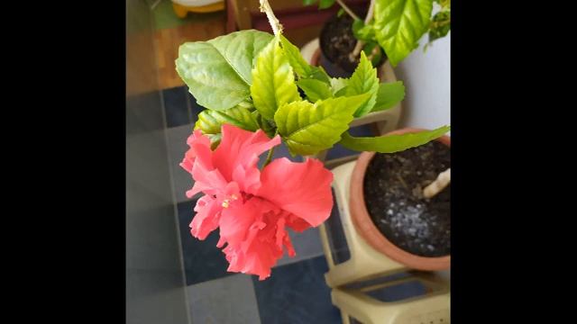 махровый гибискус расцвел смотреть онлайн