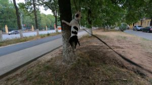 Амстафф в деле!