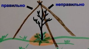 Плодовые деревья. Как и чем укрывать?