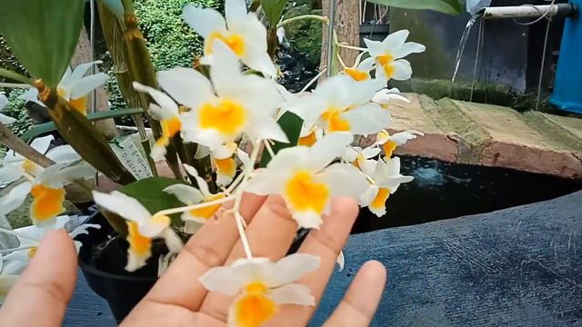 Dendrobium griffithianum x farmeri смотреть онлайн