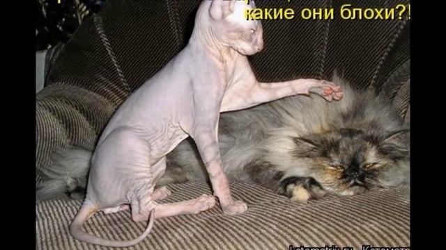 Прикольные картинки с котами смотреть онлайн