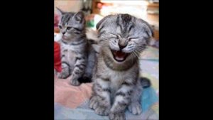 Прикол - Узбек и Катя