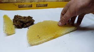 Лучший способ приманки роев 2021  Ловля роев