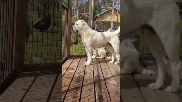 ♥️Катюша♥️ Первые щенки. Воспоминание. смотреть онлайн