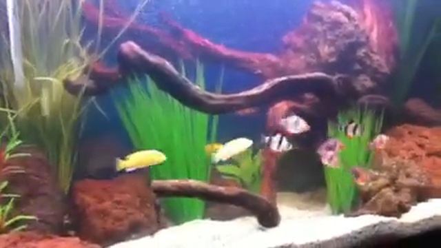 Оформление аквариума смотреть онлайн