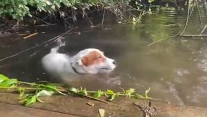 Локи Бобо- собака плавает в озере