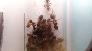 Осмотр и кормление зимующих муравьев - Formica,  Lasius, Solenopsis Fugax