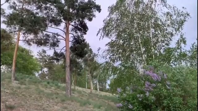 Звуки природы, пение птиц для отдыха и медитации смотреть онлайн