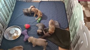 Все щенки французского бульдога в одном видео!
Их 11 и все они вместе!