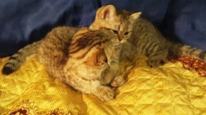 Шотландские котята пятно на золоте играют