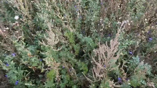 Из охоты на перепела в сезоне 2022 г. с русским охотничьим спаниелем Ар-Луной смотреть онлайн