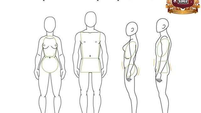 Общий план строения тела человека