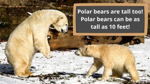 Polar Bear Facts for Kids