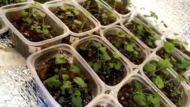 Виола(анютины глазки). Рассада Виолы возраст один месяц. смотреть онлайн