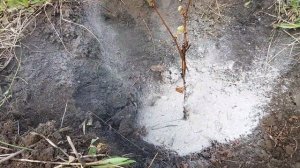 ПОСАДКА САЖЕНЦА ВИНОГРАДА ПОД БУР/ ГОТОВИМ ЛУНКУ ДЛЯ ВИНОГРАДА