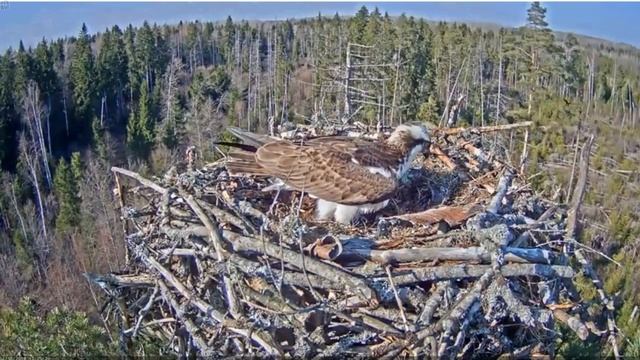 Скопа. Эстония - Рыбка Ирме от Иво.. смотреть онлайн