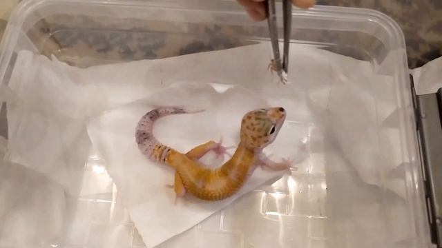 Кормление эублефаров  Эксклюзив!