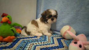 ЩЕНОК ШИТЦУ.МАЛЬЧИК.ПРОДАЕТСЯ,