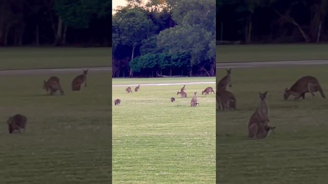 Kangaroo family having dinner. Look at the joey in mums pouch #Australia #adorable