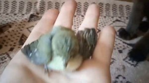 ПТИЧКУ ЖАЛКО ! РЕАКЦИЯ МОЕГО КОТА ТОМИКА НА ПТЕНЦА ВОРОБЬЯ. ФИЛЯ ПОЙМАЛ. НАКАКАЛ НА МЕНЯ - К ДЕНЬГА