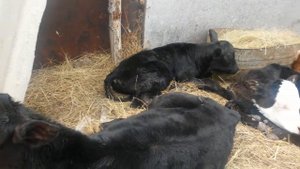 Телята абердина ангуса и казахской белоголовой. Помесь с беспородными коровами.2018г.