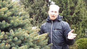 Александр Петров. Обрезка и формировка ели. Ответы на вопросы пользователей