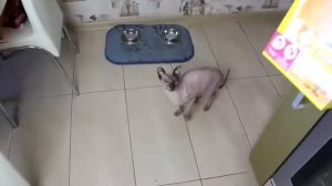 ЛЫСАЯ КИСКА l ОПЫТЫ НАД ДЕВУШКОЙ