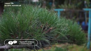 БОНСАЙ НИВАКИ. Садовый бонсай из сосны своими руками