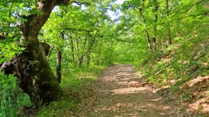 Древнеримская дорога ущелья Кара-Кишла.