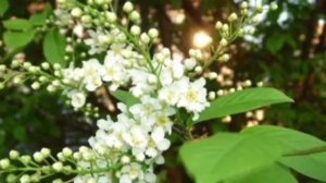 Стелла Джанни - Черемшина