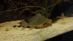 Все о аквариумной рыбки Меченосец