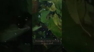 Ликёр из черноплодной рябины