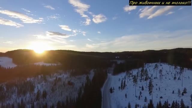 Собака притащила из леса 2-х странных щенков! Но когда хозяева узнали кому они принадлежат... смотреть онлайн